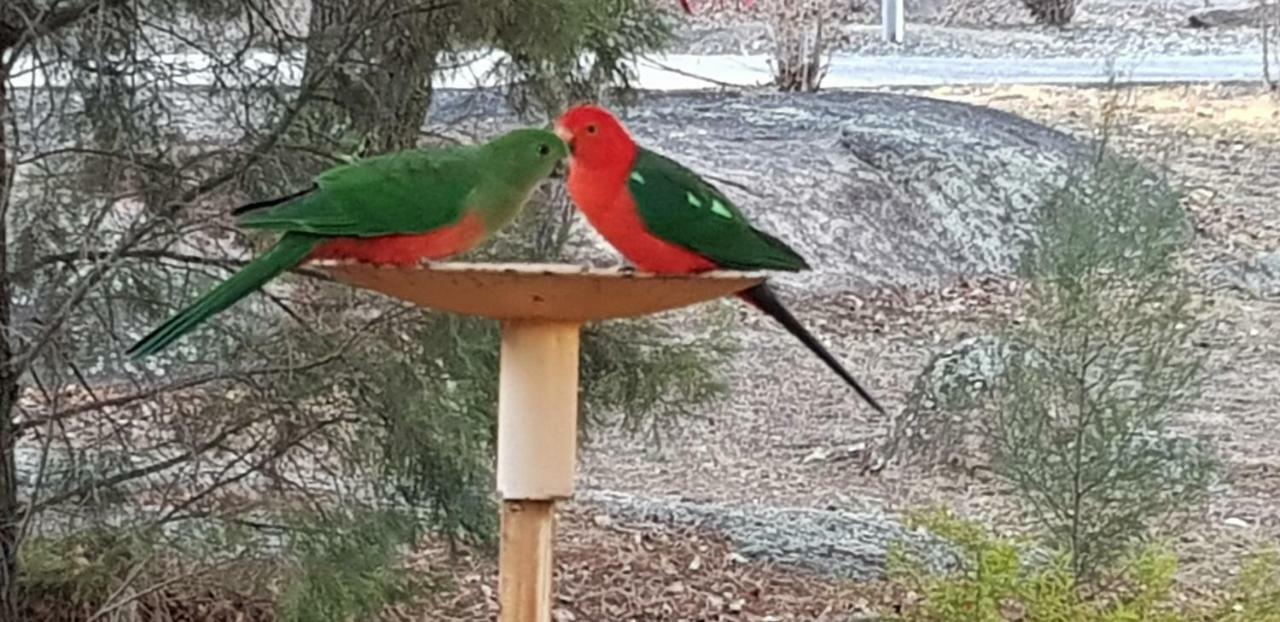 Murray Gardens Motel Stanthorpe Buitenkant foto